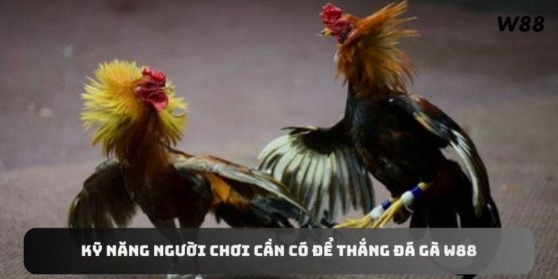 Kỹ năng người chơi cần có để thắng đá gà W88